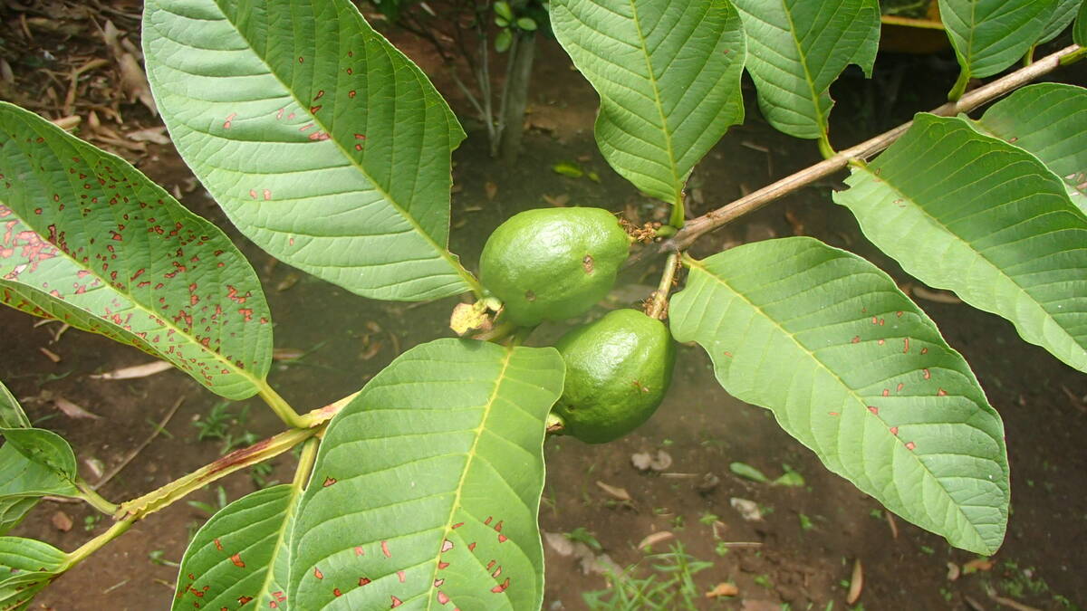 Guava takes anywhere from three to six years to start producing fruit. (Bob Morris)