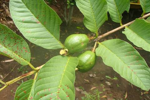 Guava takes anywhere from three to six years to start producing fruit. (Bob Morris)