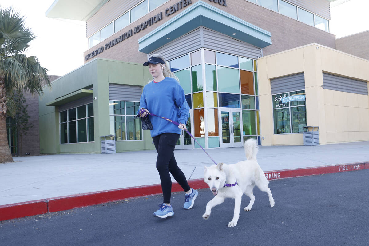 Kelly Porazzo of Las Vegas takes Rumor, a dog from The Animal Foundation, to run, Friday, Dec. ...