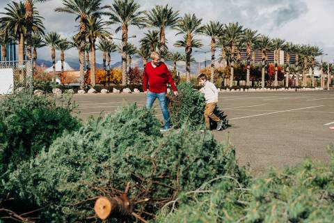 Summerlin residents are encouraged to recycle their real Christmas trees this year at two locat ...