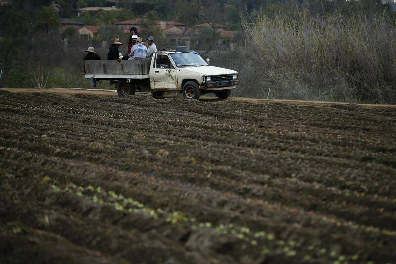 Farm workers ride in an old pick-up truck during planting season on the Chino family farm in R ...
