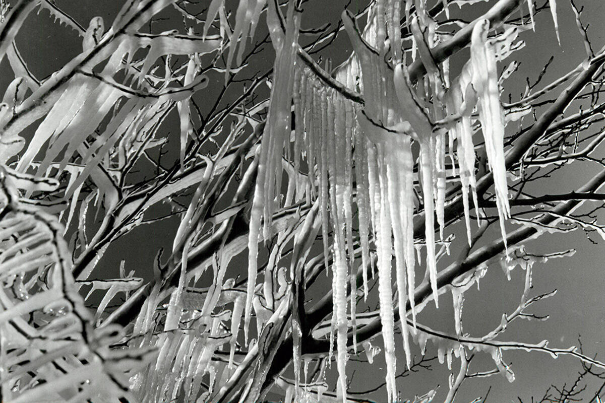 Icicles drape from a tree after water from a rogue sprinkler froze on branches on Jan. 6, 1971. ...