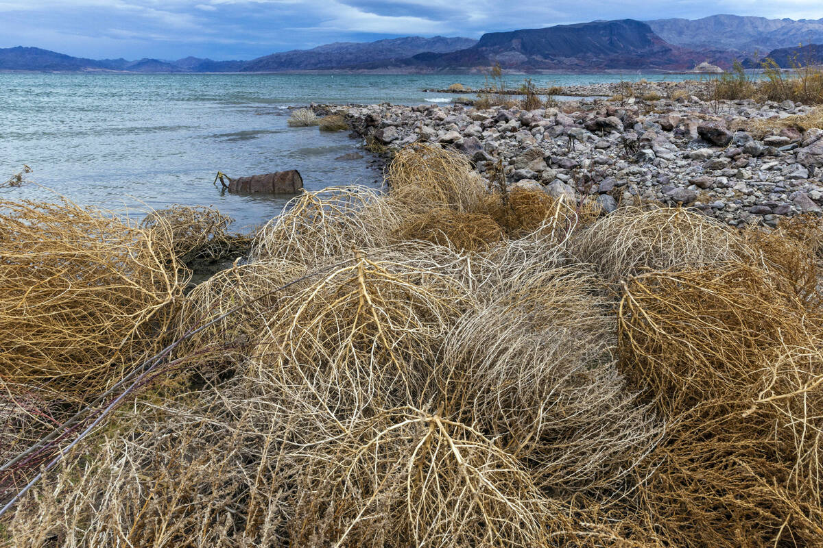 A barrel is exposed near tumbleweed at Lake Mead on Boulder Beach at the Lake Mead National Rec ...