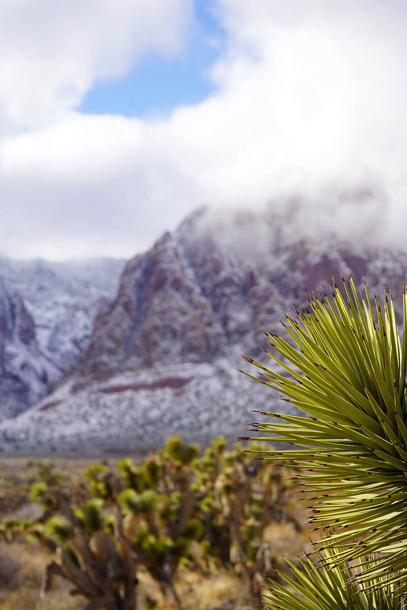 A snowy scene at Red Rock Canyon National Conservation Area following storms in recent years. ( ...