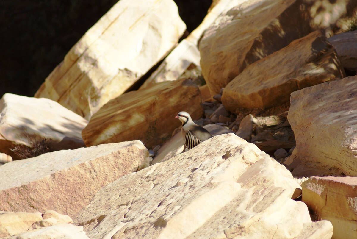 A chukar seen during a winter hike in 2017 along the Calico Tanks trail at Red Rock Canyon Nati ...