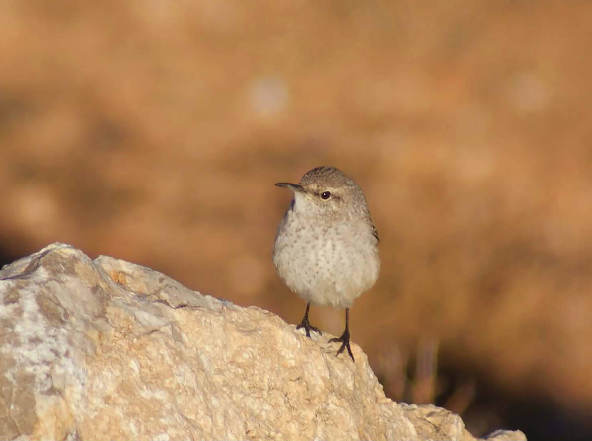 Rock wrens are among the birds regularly seen at Red Rock Canyon National Conservations Area. ( ...