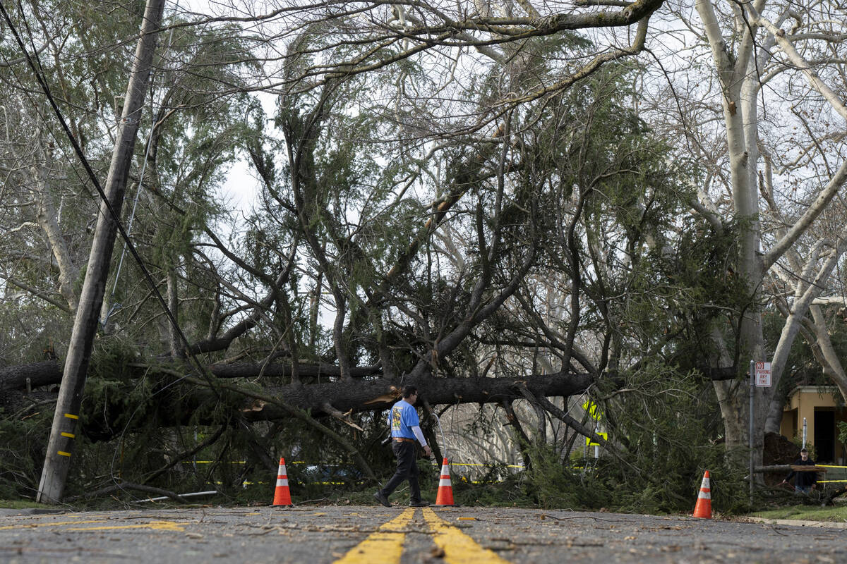 An East Sacramento resident crosses the street in front of a tree blocking H Street near 36th S ...