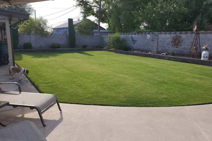 Hybrid Bermuda grass can make a good-looking warm-season lawn in Southern Nevada, but it uses a ...