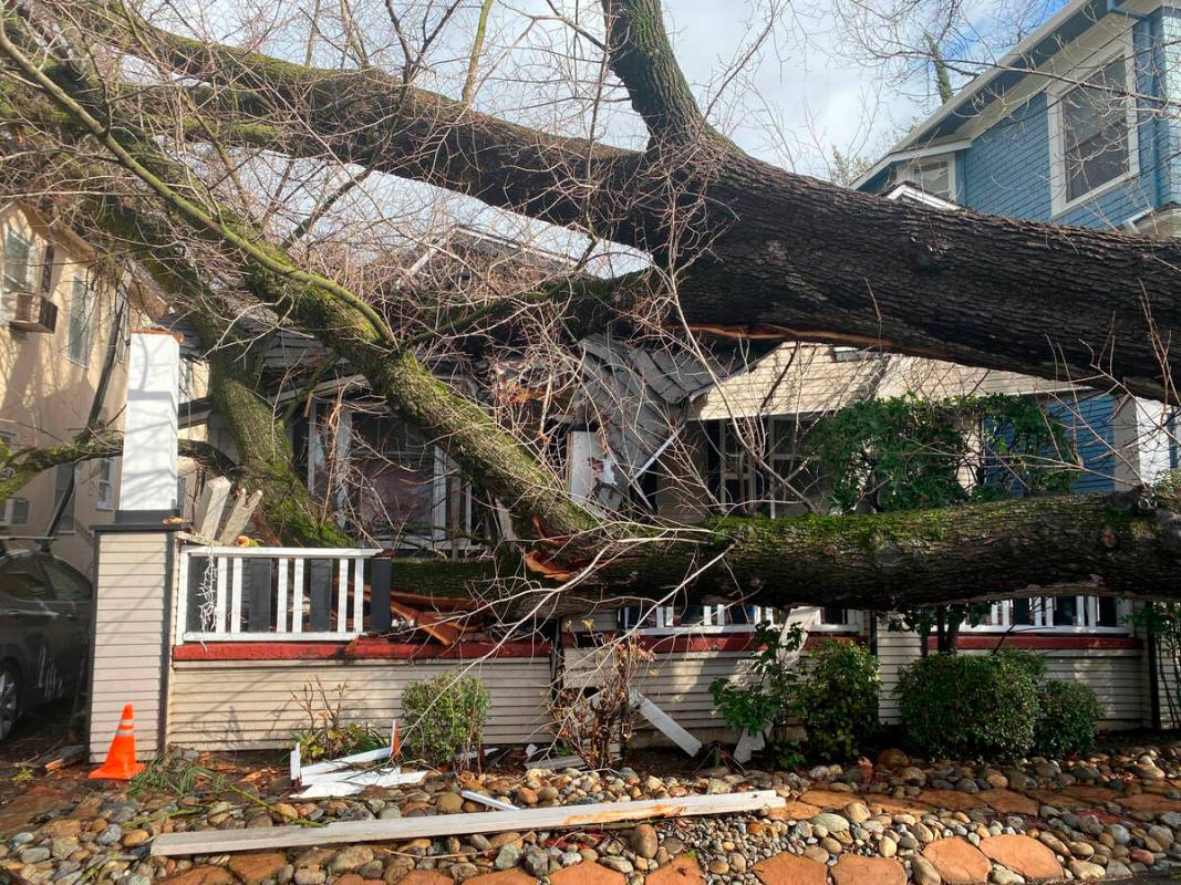 A tree collapsed and ripped up the sidewalk damaging a home in Sacramento, Calif., Sunday, Jan. ...