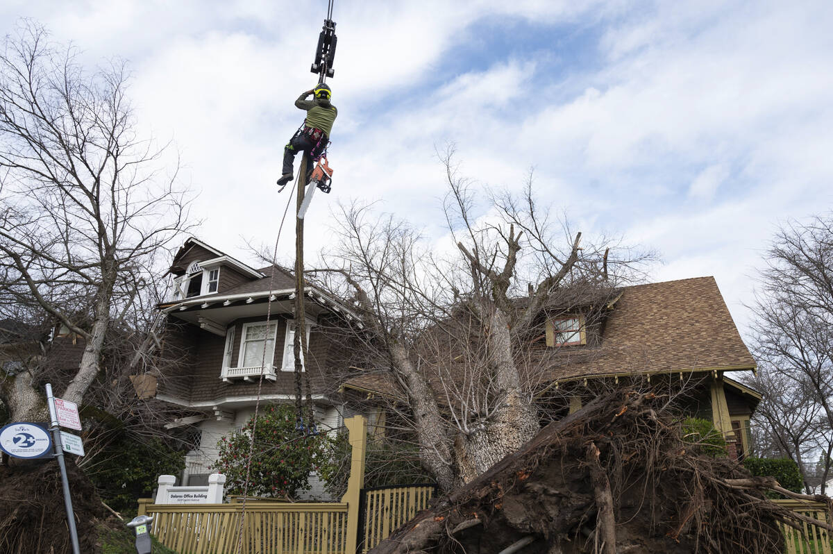 A crane lifts tree removal foreman Francisco Villanueva to assess which branches to remove firs ...