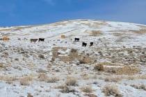 This photo provided by the Center for Biological Diversity shows seven cows seen within subpopu ...