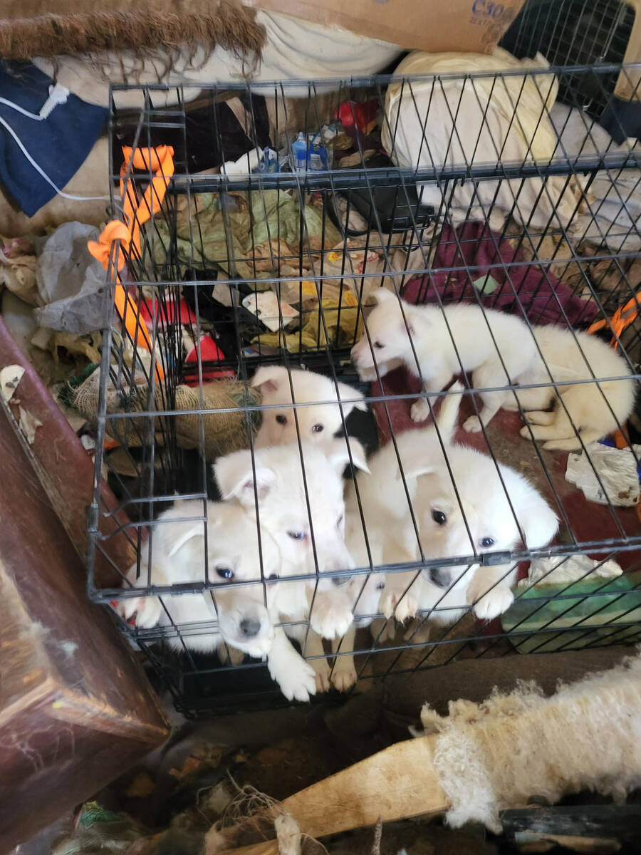 Puppies in cages at a residence in the 15000 block of N. Garnet Drive in Dolan Springs, Ariz. ( ...