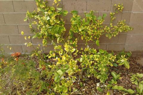 Leaves on plants in soil lacking organic materials still start to yellow before they die. (Bob ...