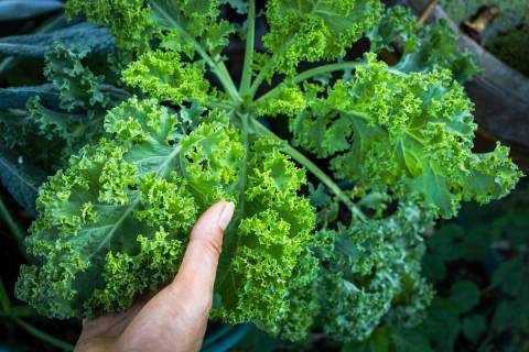 Eating more kale is one way to boost your vitamin K levels. (Getty Images)