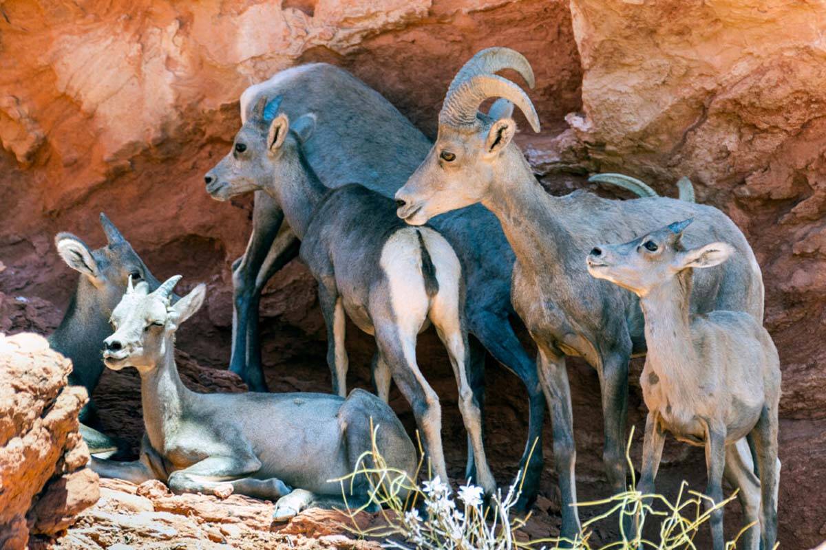 Bighorn Sheep rest in the shade of a ridge in the Valley of Fire State Park on Tuesday, June 28 ...