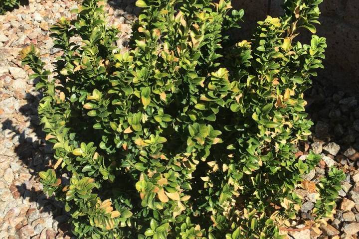 Euonymus has poor heat tolerance, so watch them closely for leaf scorch as the summer. (Bob Morris)