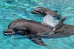 Duchess, last original dolphin at Mirage habitat, dies at 48