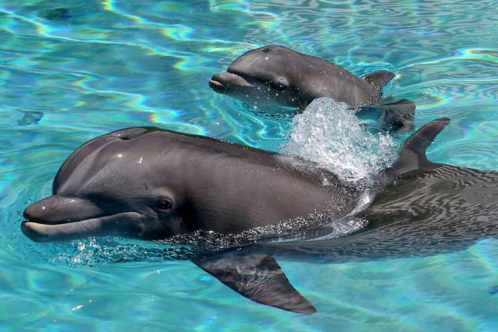 A baby dolphin swims with its great-grandmother Duchess at Siegfried & Roy's Secret Garden ...
