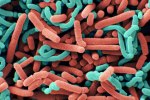 The Top-Ranked Best Probiotic Supplements for Gut Health