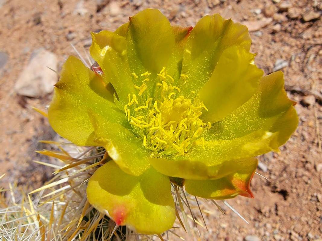 Cactus Bloom Car Coasters – KalaKotee & Co.