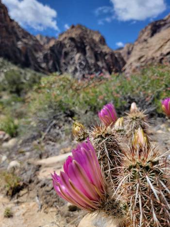 Kaktus landak stroberi bermekaran di Kawasan Konservasi Nasional Red Rock Canyon.  (Natalie Burt)