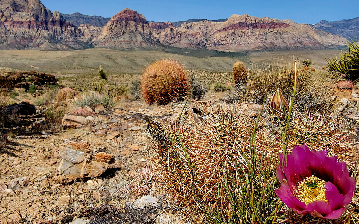 Beavertail cactus (Natalie Burt)