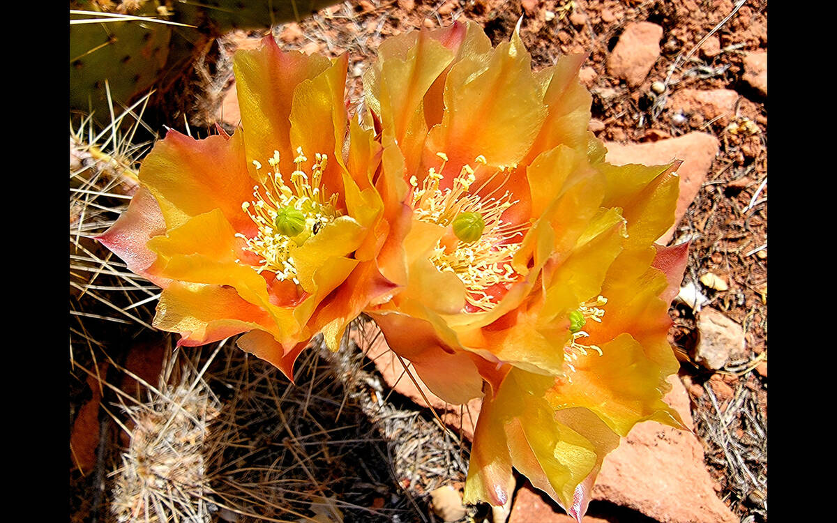 The Mojave Cactus Bloom Tour Rj Magazine