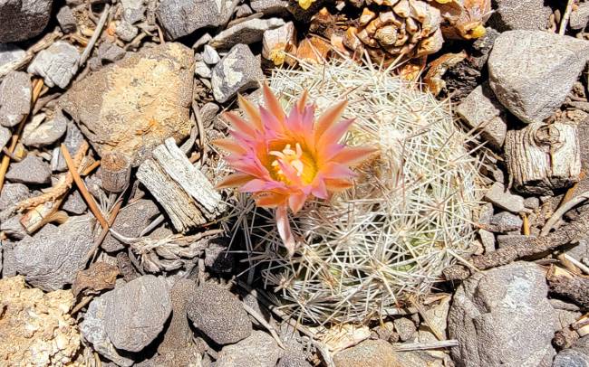 Tur Mojave Cactus Bloom