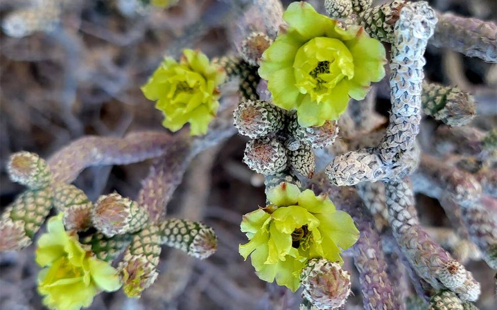 Pencil cholla (Natalie Burt)