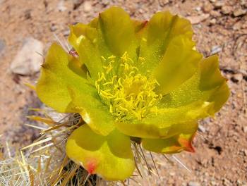 Whipple cholla (Natalie Burt)