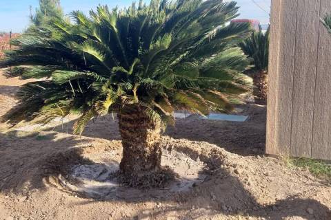 This sago palm was moved during the cool time of the year. The fronds were first tied up and ou ...