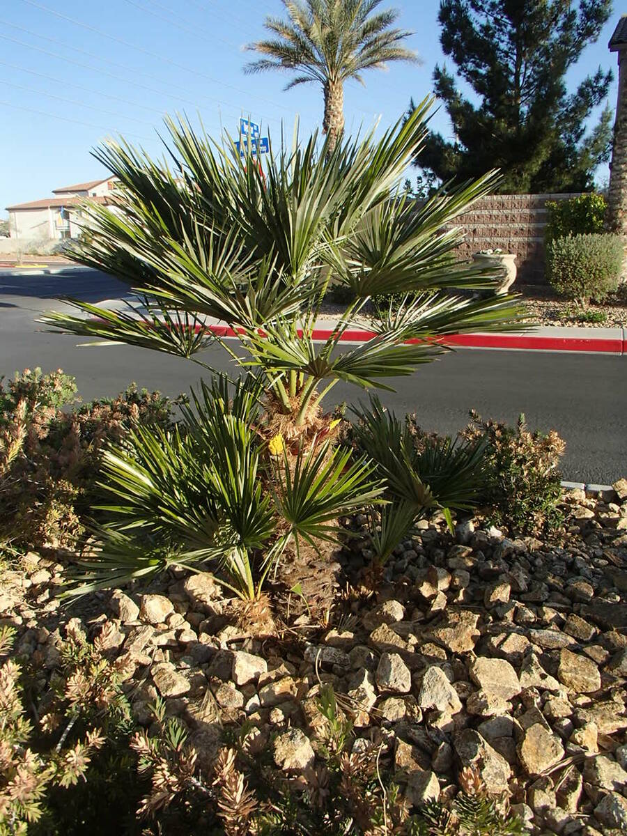 The Mediterranean fan palm handles the heat of the Mojave Desert and is smaller for pool areas. ...