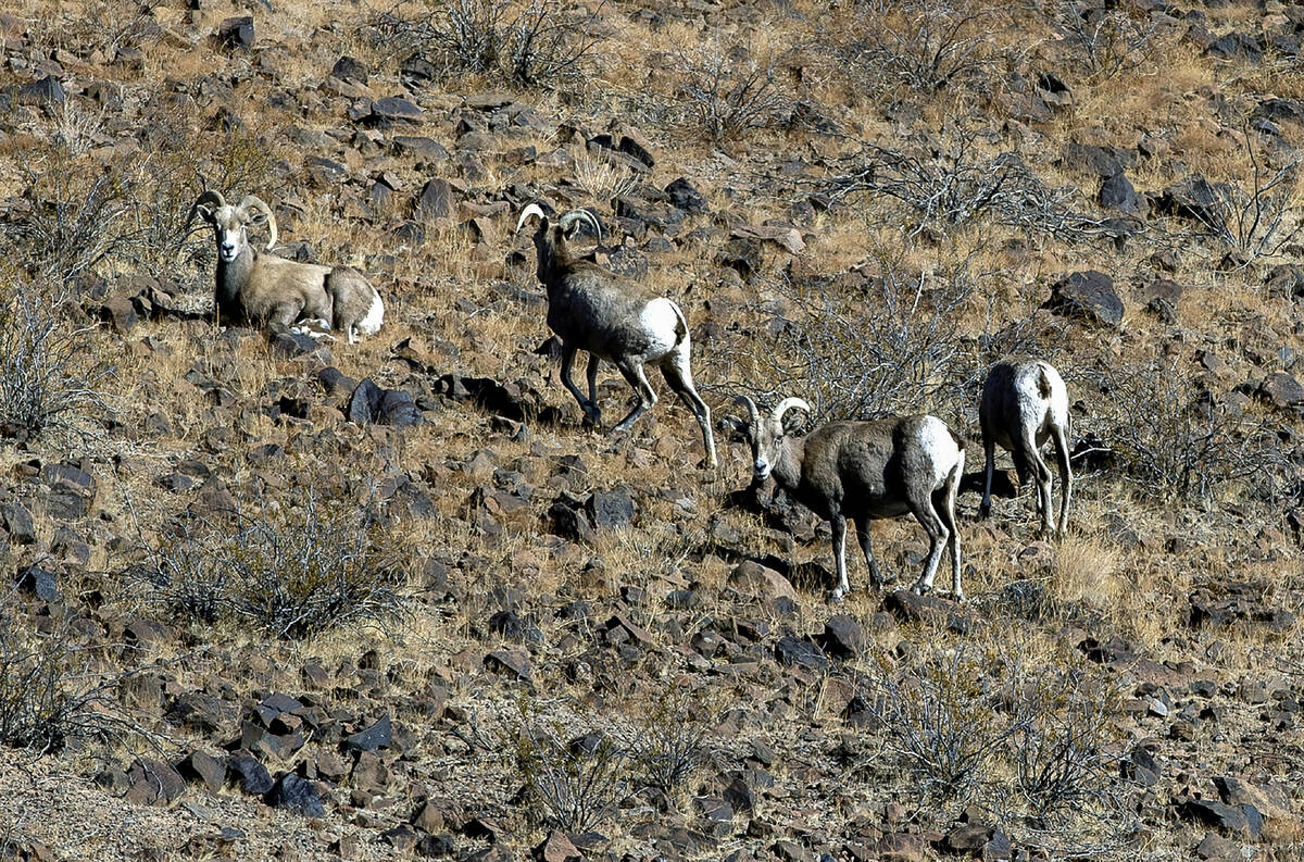 Bighorn sheep graze in the South McCullough Wilderness within the proposed Avi Kwa Ame National ...