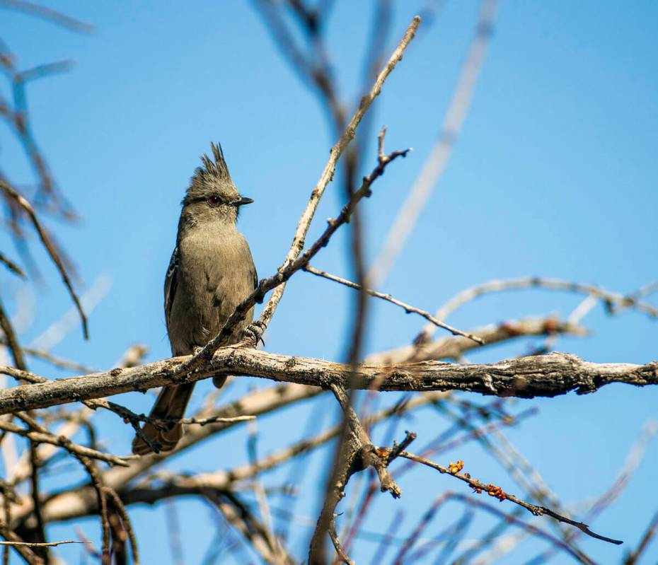 A female phainopepla rests on a branch at the proposed Avi Kwa Ame National Monument. (L.E. Bas ...