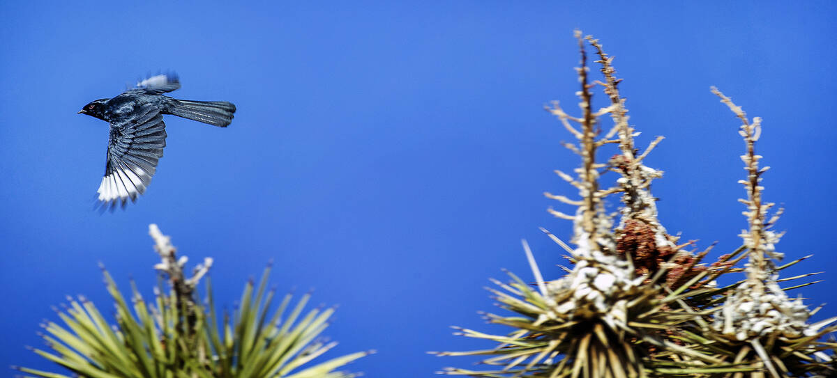 A male phainopepla takes flight. (L.E. Baskow/Las Vegas Review-Journal) @Left_Eye_Images