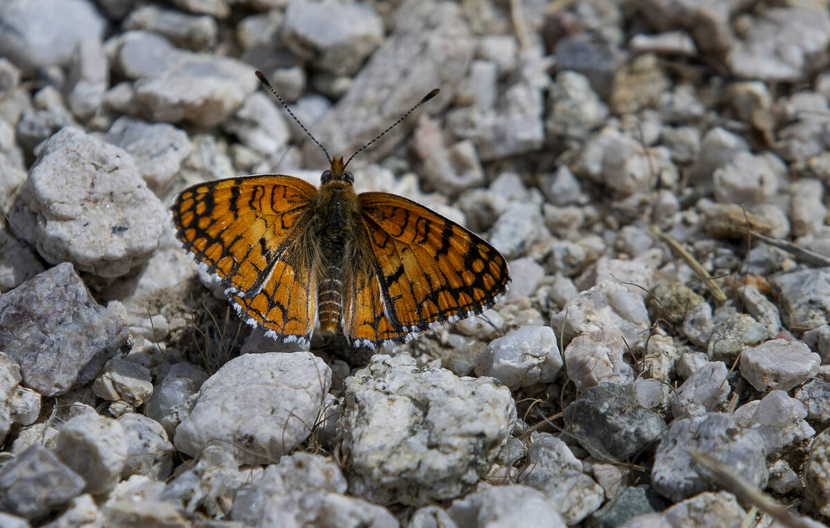 A moth comes to rest on the canyon bottom in Hiko Springs within the proposed Avi Kwa Ame Natio ...