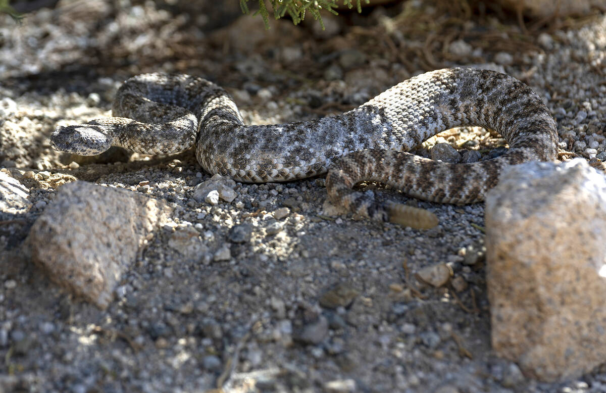 A southwestern speckled rattlesnake seeks cover along Christmas Tree Pass Road . (L.E. Baskow/ ...