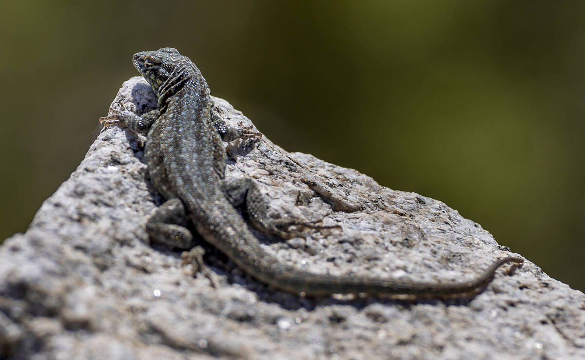 A Spiny lizard relaxes on a hot rock along Christmas Tree Pass Road along Christmas Tree Pass R ...