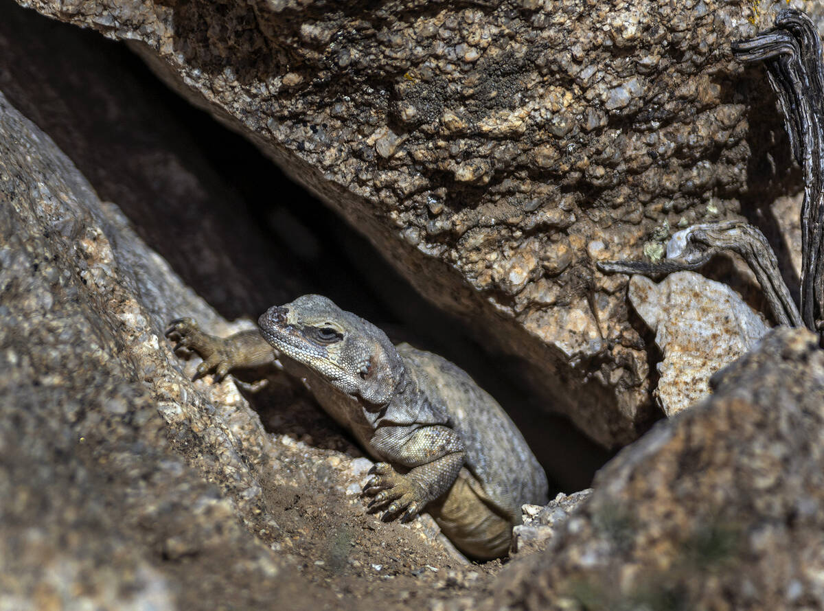 A chuckwalla lizard seeks the safety of a rock split along Christmas Tree Pass Road. (L.E. Bas ...