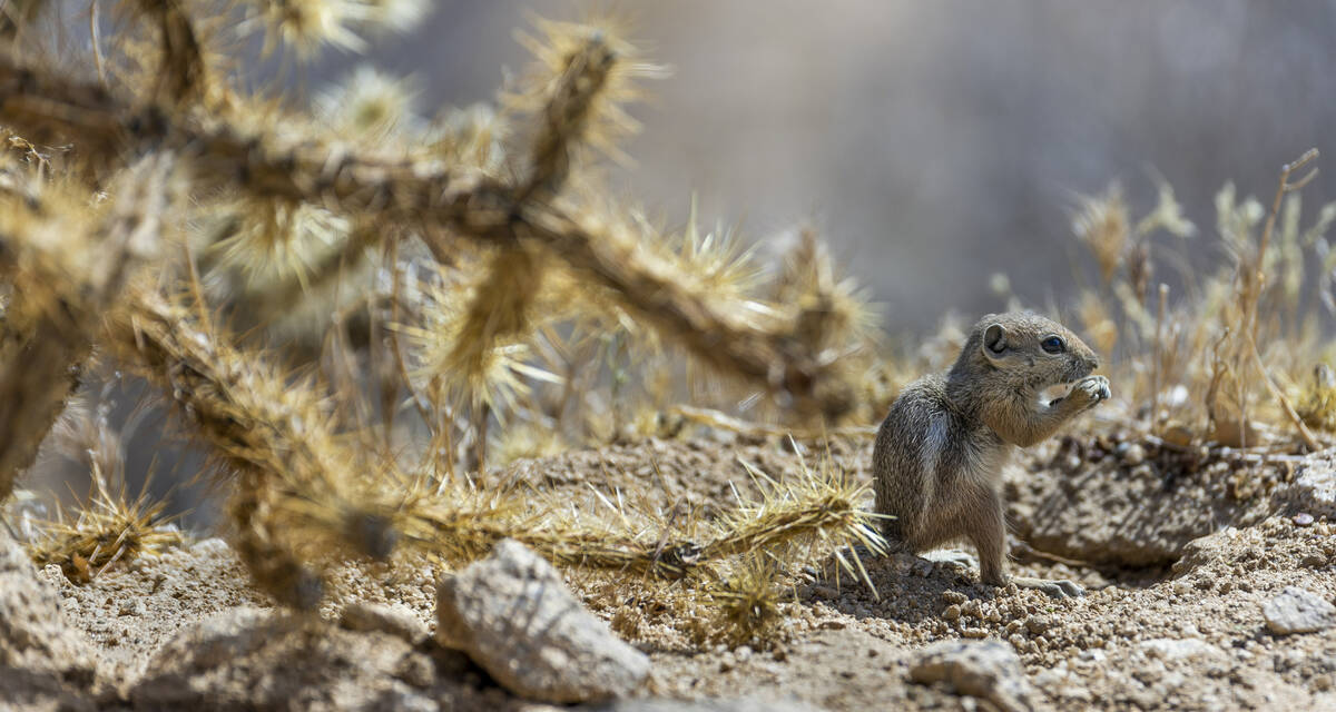 A round-tailed ground squirrel eats a snack. (L.E. Baskow/Las Vegas Review-Journal)