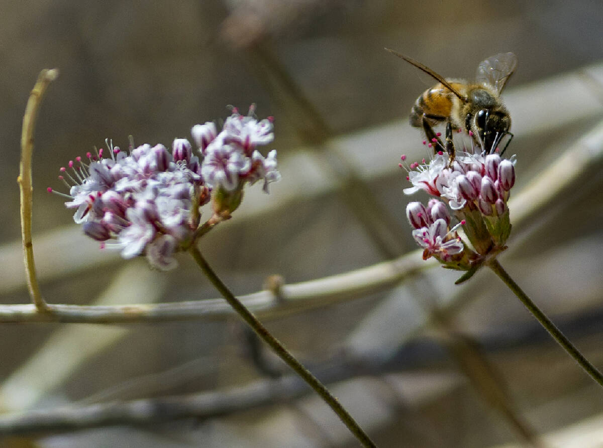 A Western Honey Bee gathers nectar along Christmas Tree Pass Road in the proposed Avi Kwa Ame N ...