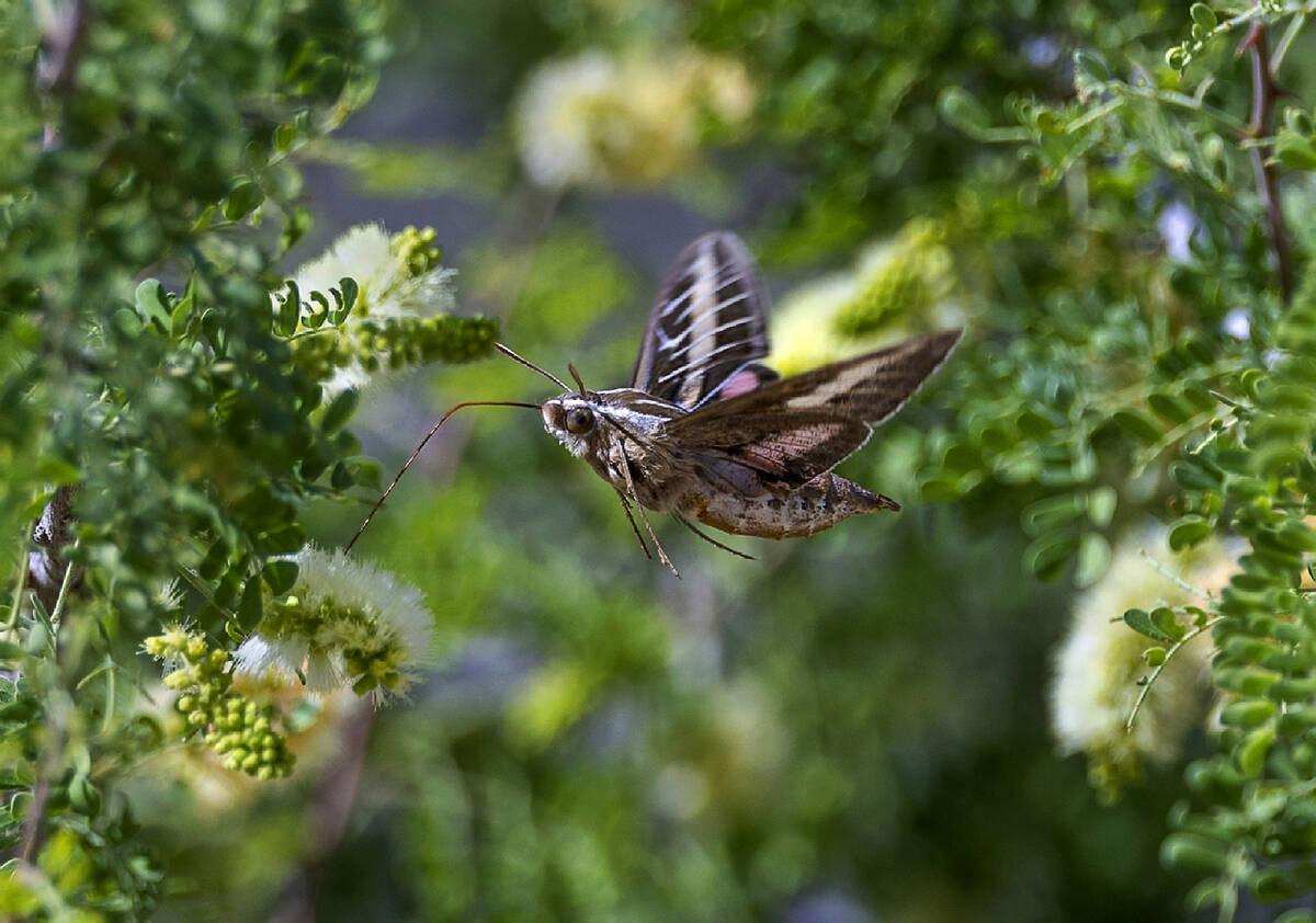 A sphinx moth feeds on nectar within the Avi Kwa Ame proposed national monument area on Thursda ...