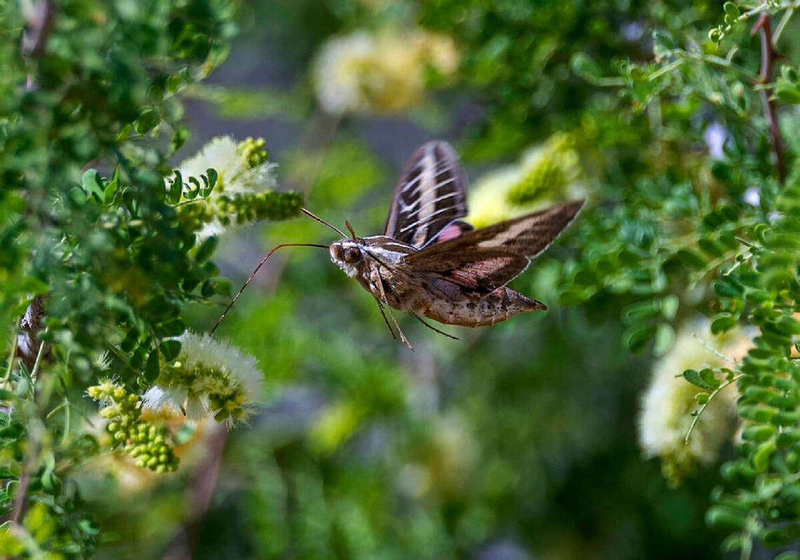A sphinx moth feeds on nectar. (L.E. Baskow/Las Vegas Review-Journal)