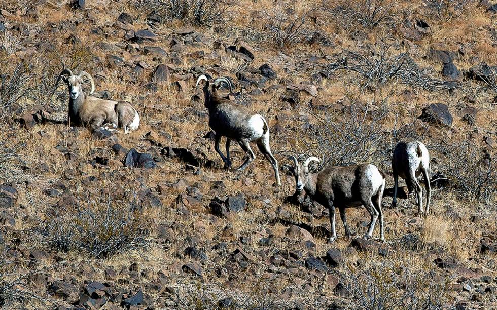Bighorn sheep graze in the South McCullough Wilderness within the proposed Avi Kia Ame National ...
