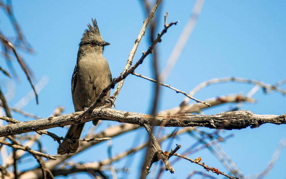Phainopepla betina bersandar pada cabang di Monumen Nasional Avi Kia Ame yang diusulkan.  (LE Bas...