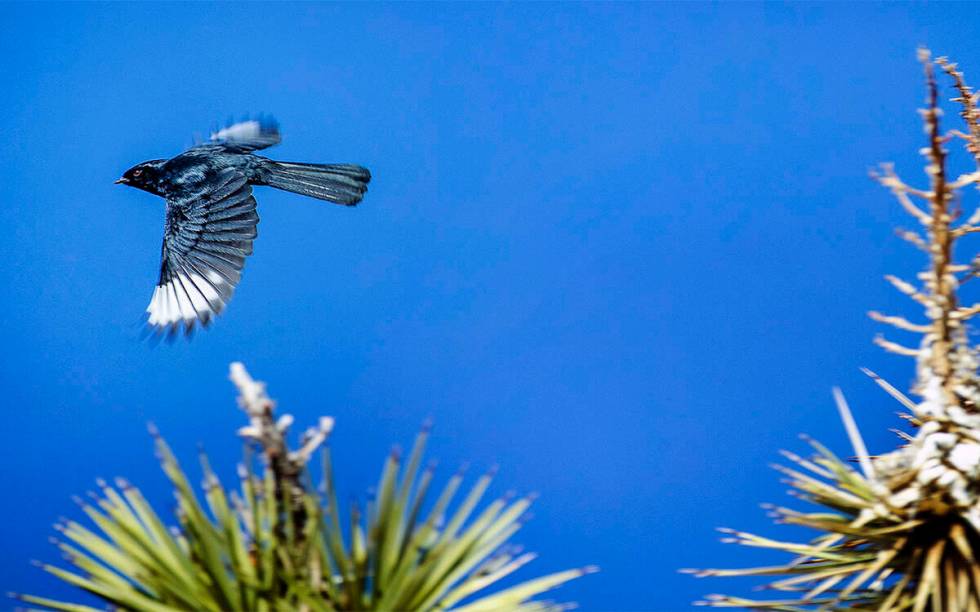 Phainopepla jantan terbang.  (LE Baskow/Las Vegas Review-Journal) @Left_Eye_Images