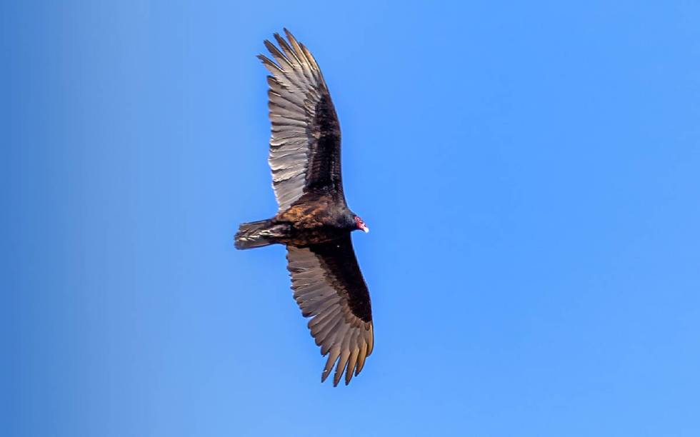 A vulture soars above Christmas Tree Pass Road. (L.E. Baskow/Las Vegas Review-Journal)
