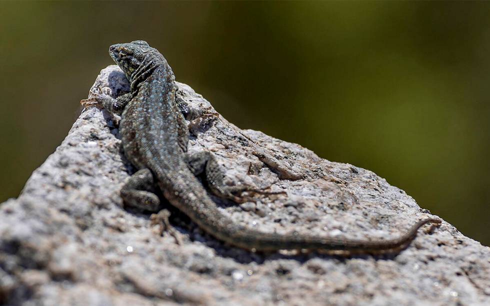 A spiny lizard relaxes on a hot rock along Christmas Tree Pass Road. (L.E. Baskow/Las Vegas Re ...