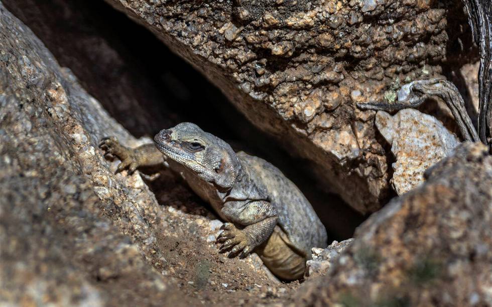 Seekor kadal chuckwalla mencari keselamatan di celah batu di sepanjang Kersboom Pass Road.