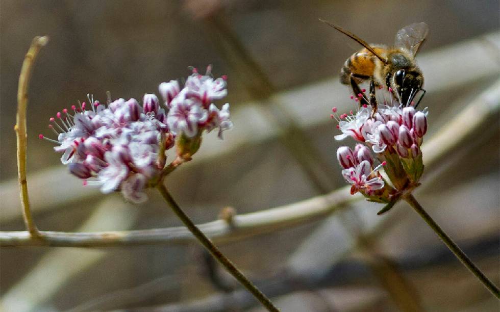 Lebah madu barat mengumpulkan nektar.  (LE Baskow/Las Vegas Review-Journal) @Left_Eye_Images